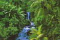 RainForest